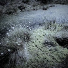 Bog Spirits