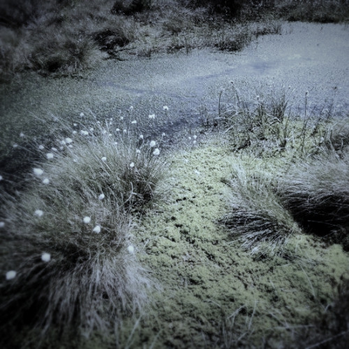 Bog Spirits