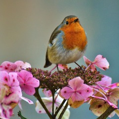 Kiss of Spring