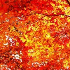 Otoño con frío viento