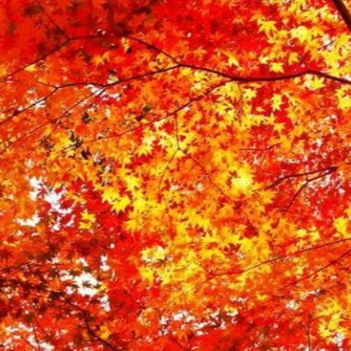 Otoño con frío viento