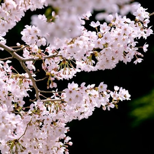 nhạc bật khi đang tắm