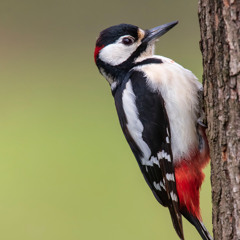 Great Spotted Woodpecker - MixPre-7327