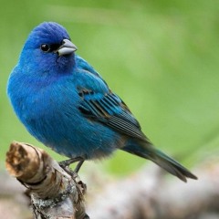 Mockingbird (final master)