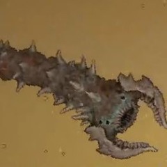 Desiccated Husk