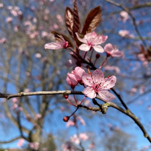 First Blooms Of Spring