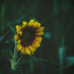 Garden Dreams