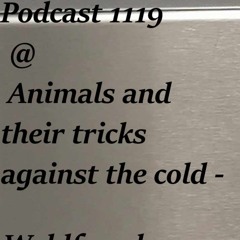 Podcast 1119 @ Animals And Their Tricks Against The Cold -  Waldfrosch ( Freiburg ) 23 09 2024