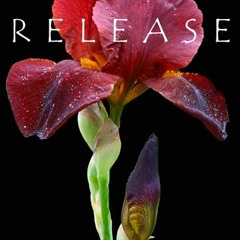 Release by Rebecca Lynn