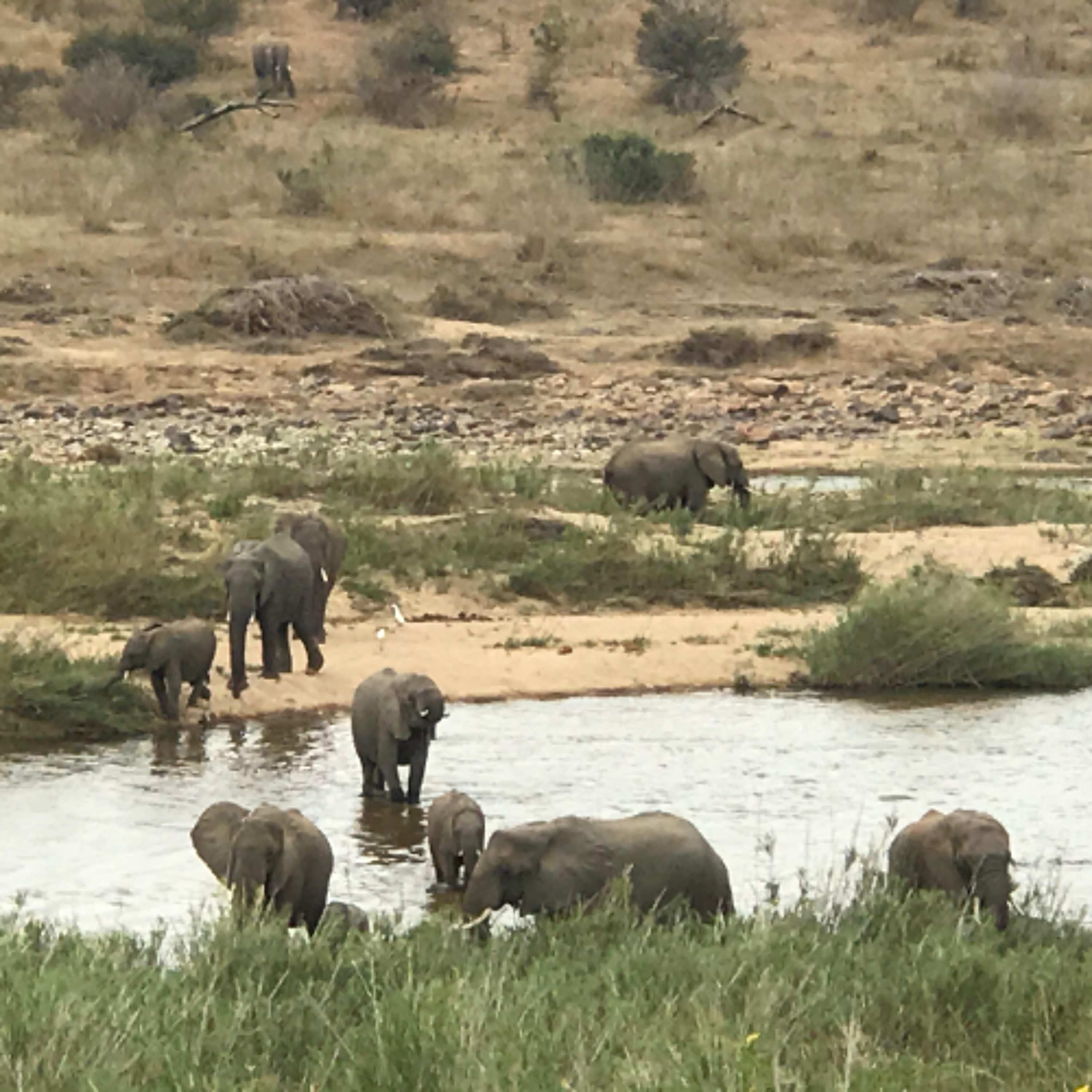 Urgent action required for rising elephant populations in KZN