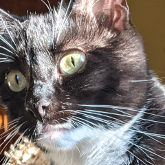 wormwood • the pad bank