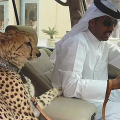 cheetah (prod. andrew beatz)