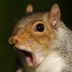 Squirrel Jog