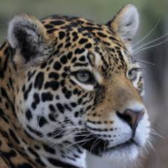 Jaguar (Original Mix)