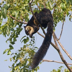 Cris d'alarme et sons de la vibration de la queue de l'écureuil géant de Malaisie