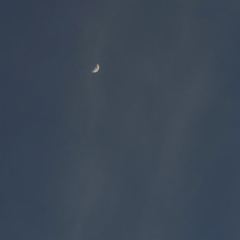 screaming at the moon