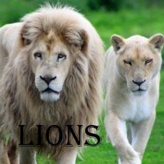 Lions (Клубняк 2020) free download
