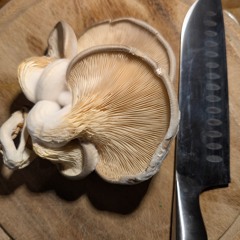 Fungi Over Filet.mp3