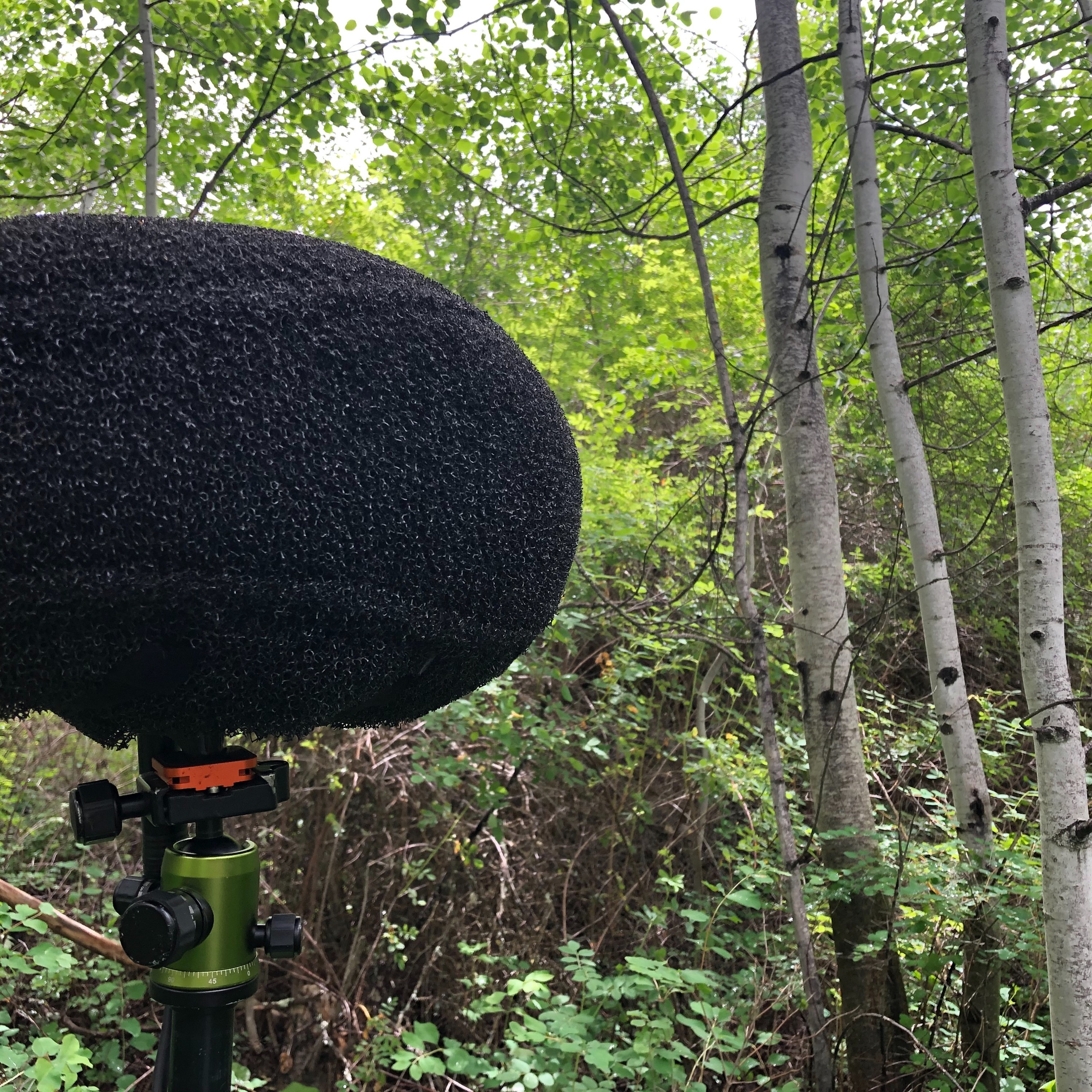 Northwest Soundscapes