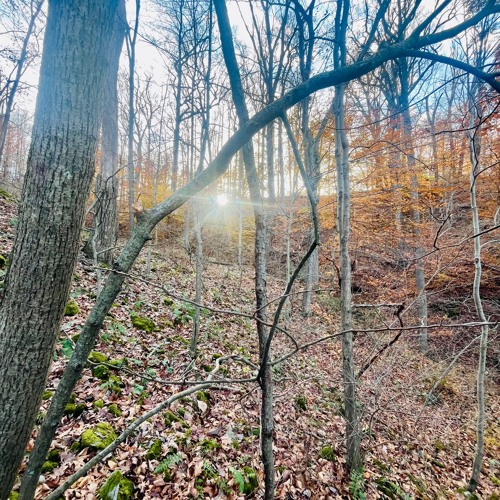 i think im losing my mind prod jolst