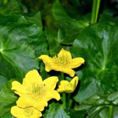 seasons @samaustin [lofi909rmx]