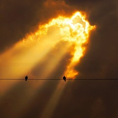 Shadow of Your Wings (Psalm 17)