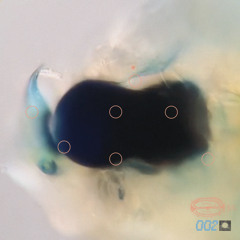 PREMIERE: Will Lister - Close Car [Heald Recordings]