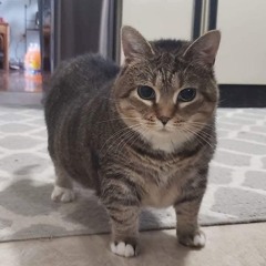 Kẹo Bông Gòn x Em Có Biết - Siu Max Remix