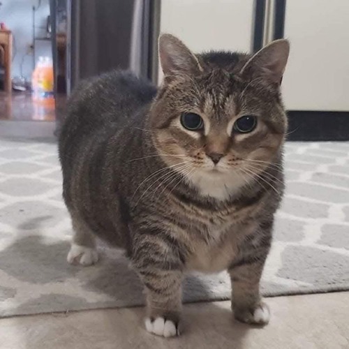 Kẹo Bông Gòn x Em Có Biết - Siu Max Remix