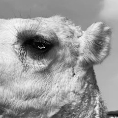 ‎⁨محبة الوضحاء و حب الغنادير | بن عون