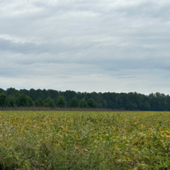 sonic_therapy-burned - 9:21:25, 10.29 AM