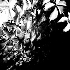 Orange River Reel by Stephen Draper