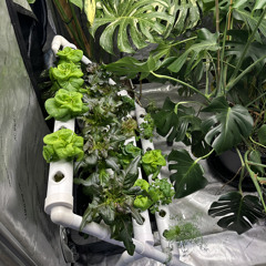 1 OF 1: HYDROPONIC