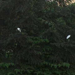 Philippines Birds Chirping #1