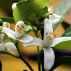 03 - Beliscando - Regional Flor De Laranjeira