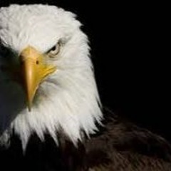Like An Eagle