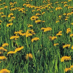 Sunflower Seed