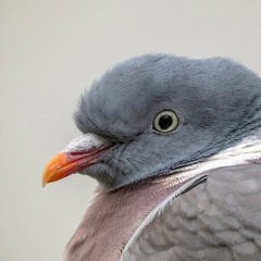 Wood pigeon up close