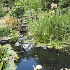 Adapter son jardin aux sols humides : astuces d’Alain Delavie !