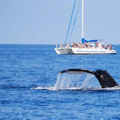 Review Special Price Wake Up With The Whales Cruise From Anaeho'Omalu Bay