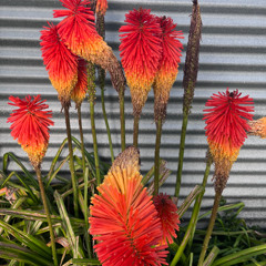 BOPES IN THE BASEMENT/RADIO CONTROL 99.4FM