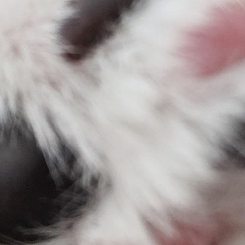 white cat