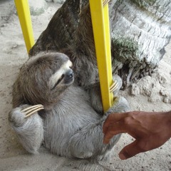 Os Suecos - Flor de lis