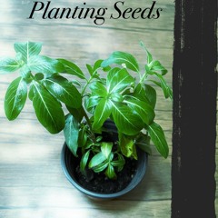 planting seeds