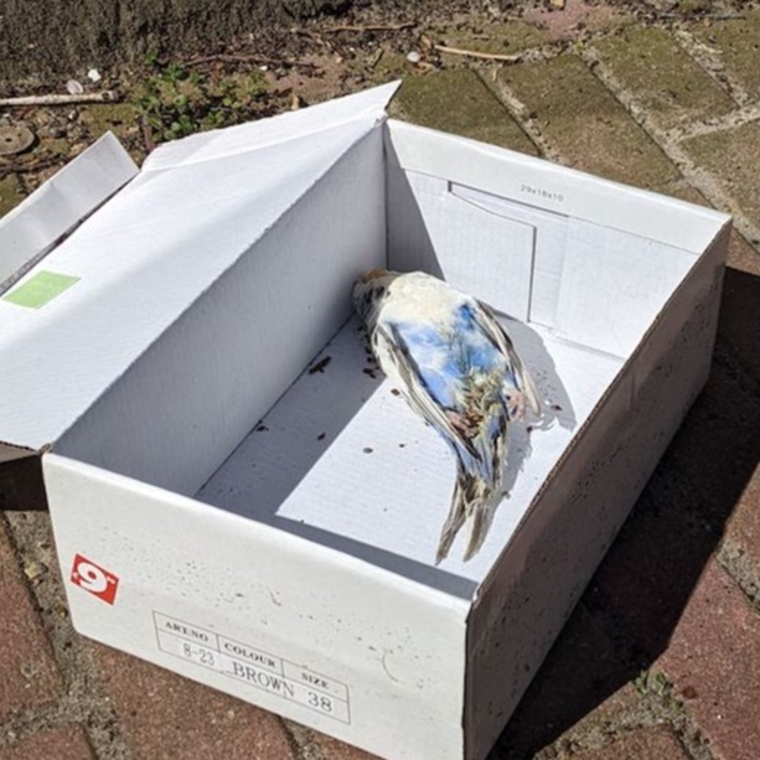 De Orkaan podcast (Zaans nieuws)