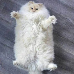 okay little hoe! ft. sipy #$m2k13