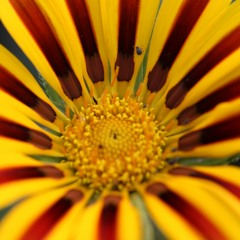 Frankie Flowerz Alone At Home Washed My Hands All Day 1