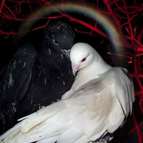 ｉｎｓｅｐｅｒａｂｌｅ