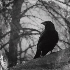 [FFNP] [ALT BLUE ROCK TYPE BEAT] [CROWS] [PROD. 715 BEATS]