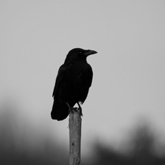 Minimalistica 002
